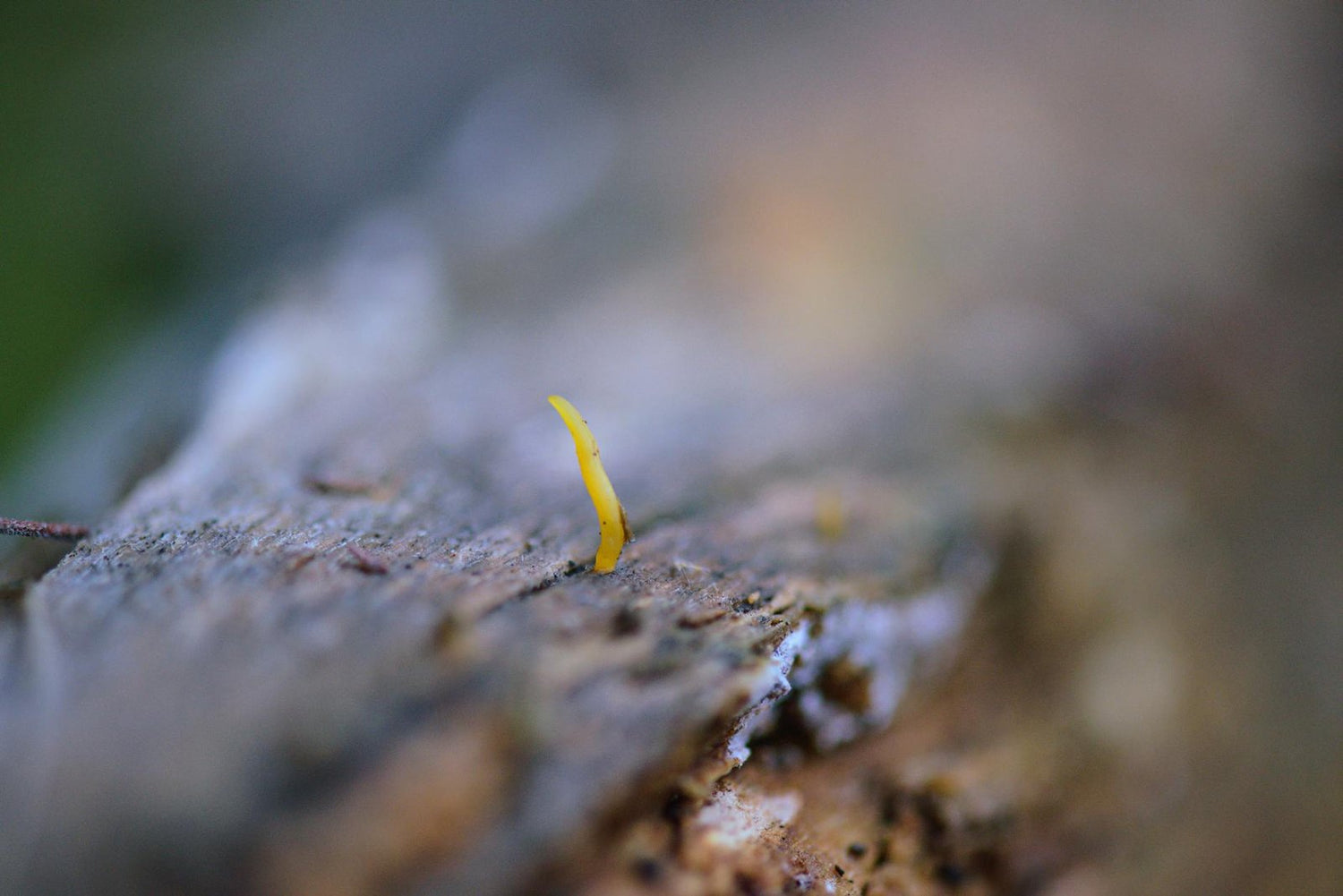 Free stock photo of aesthetic desktop wallpaper, finger, fungi